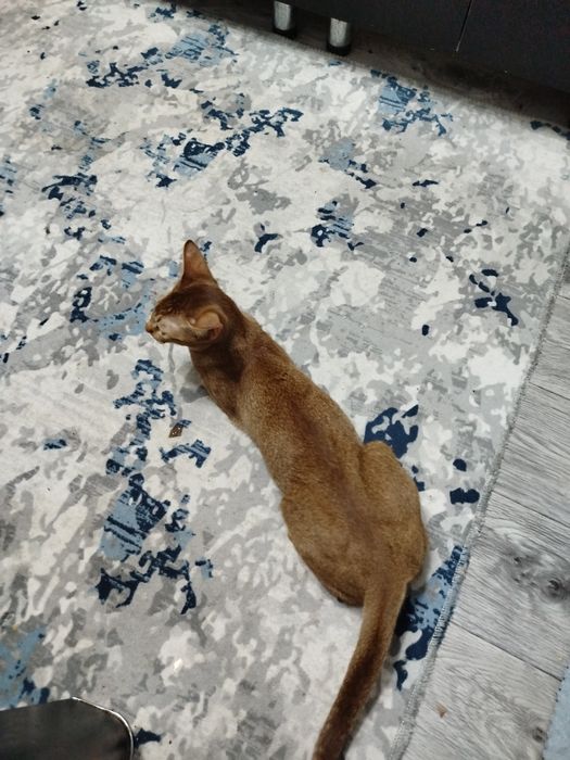 Животные девочка ищет мальчика