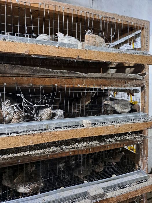 Перепелиные яйца