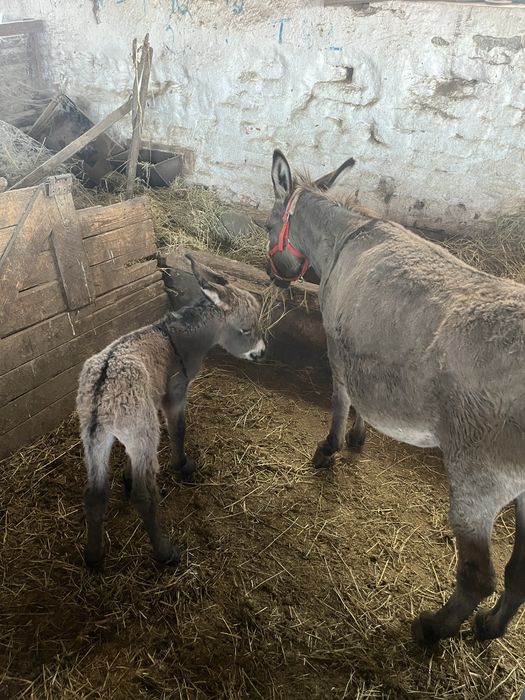 Vand magarita cu pui Ohaba-Forgaci • OLX.ro