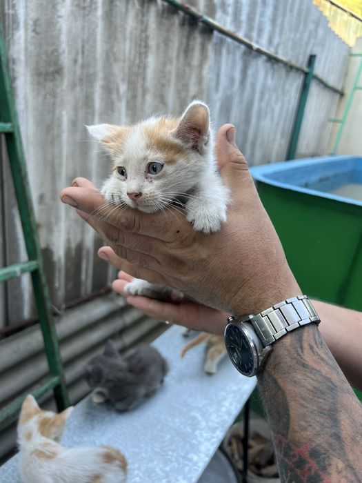 Котята в добрые руки