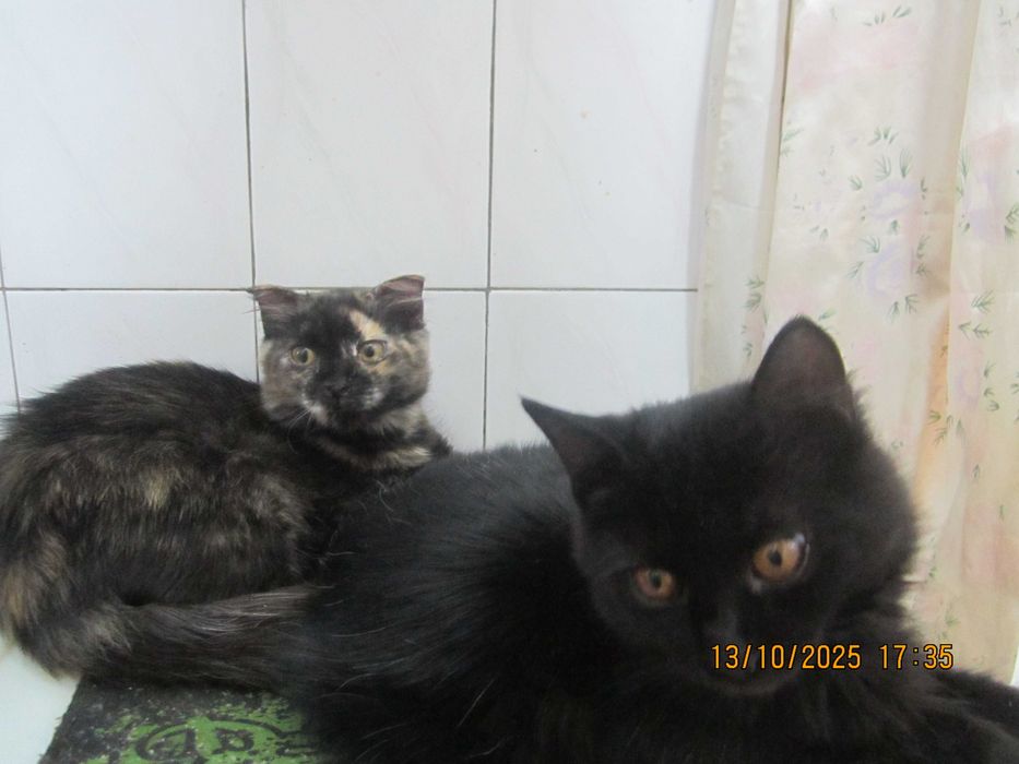 Котята в добрые руки. смотрите другие объявления автора