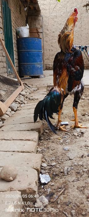 Золотой тульяк сатылады