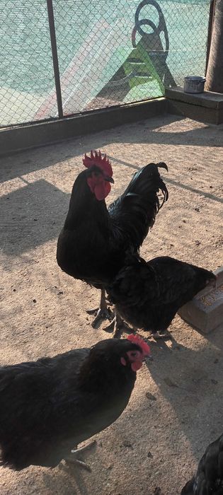 Vand oua de gaini negre australorp.