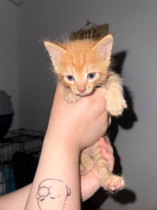 В добрые руки котята