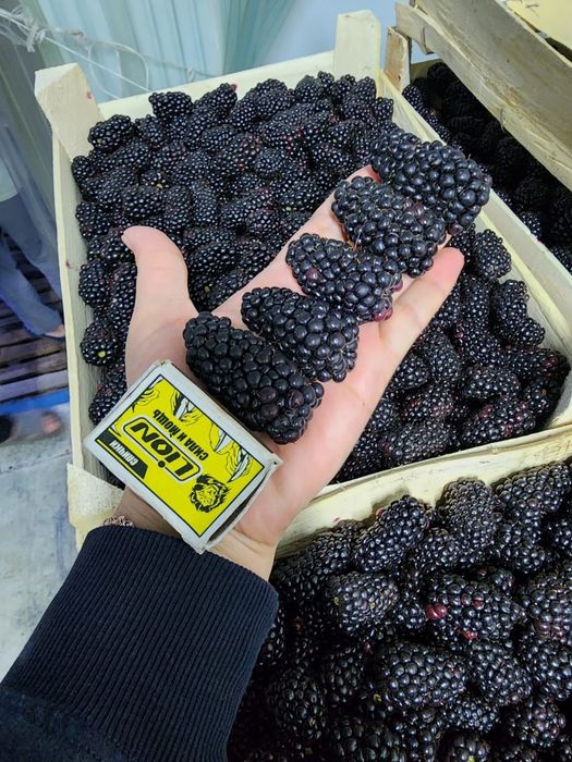 Рассада Ежемалина