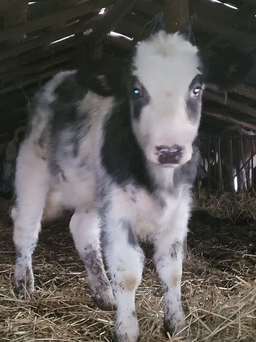 Vând o vitea Belgiana