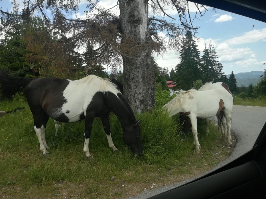 Продава се Къща в к.к. Пампорово - 2317 кв.м за 56 €/кв.м - Снимка #16