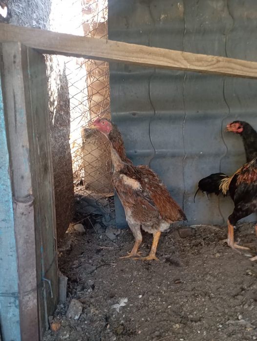 Дакан тауық ннннннн