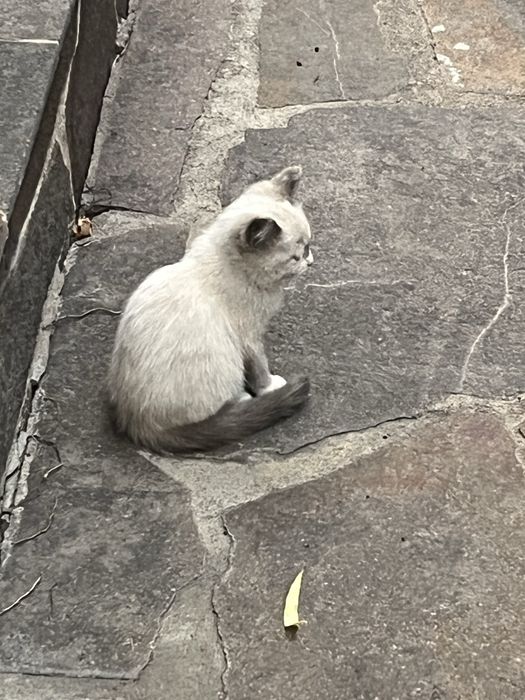 Отдам котят бесплатно