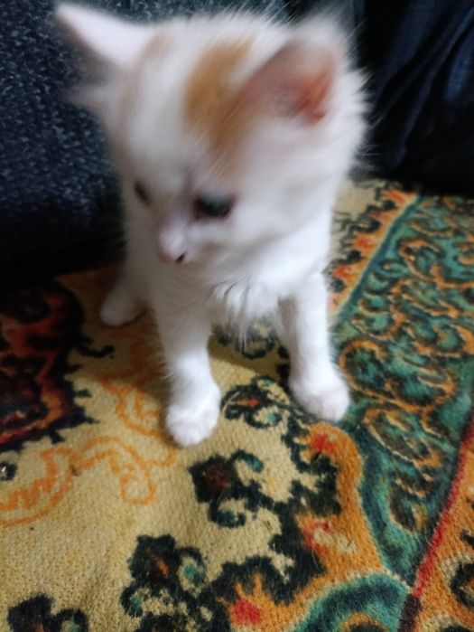 Котёнок от турецкой ангоры