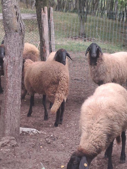 Vând berbecut carabas