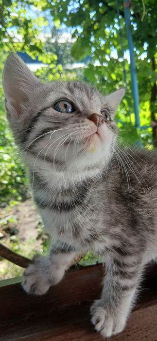 Котёнок мальчик бесплатно.