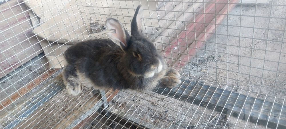 Куён Обмен ҳашаки бомаган любой ургочига