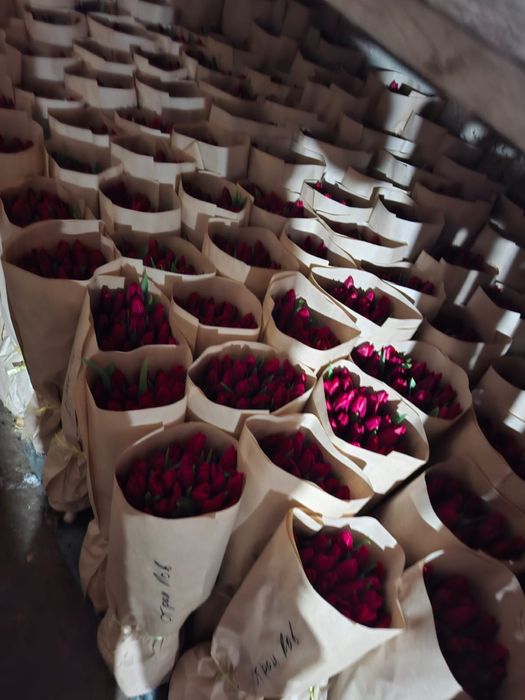 Тюльпан тиімді бағада