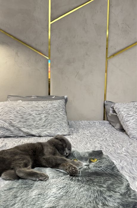 Shotlandskiy Scotish Fold, og’il bola toza qon.