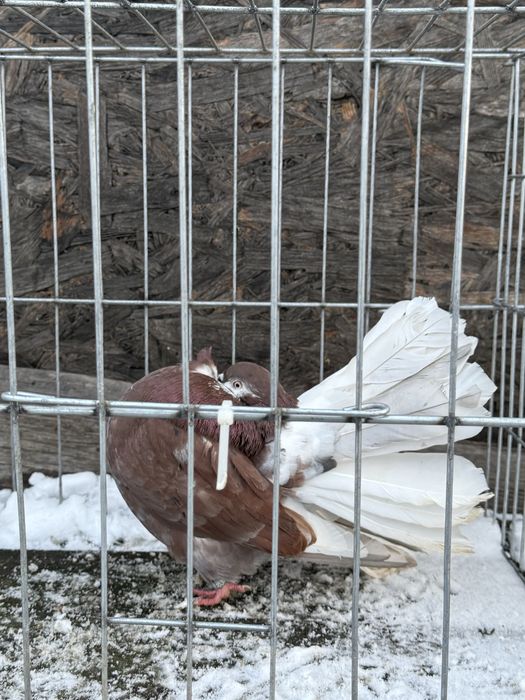 De vanzare porumbei ornament