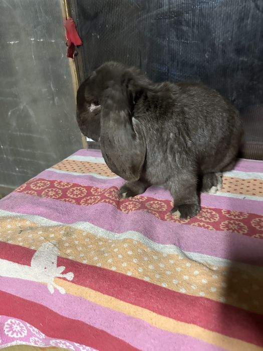 Iepuri berbec german