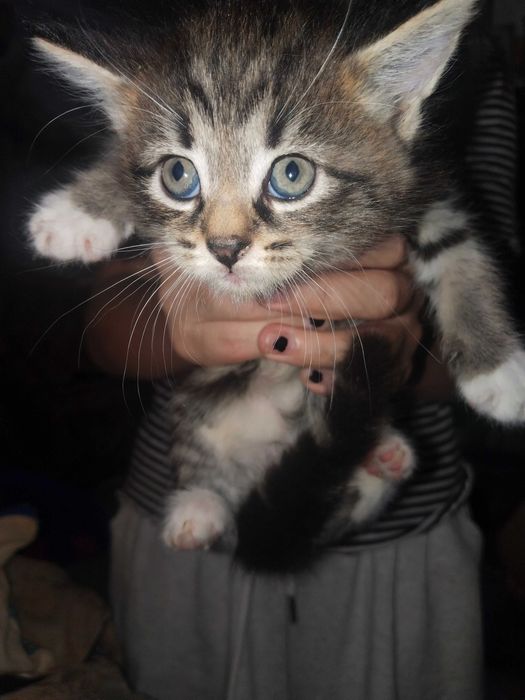 Котята помесь мей Кун с шотландцем