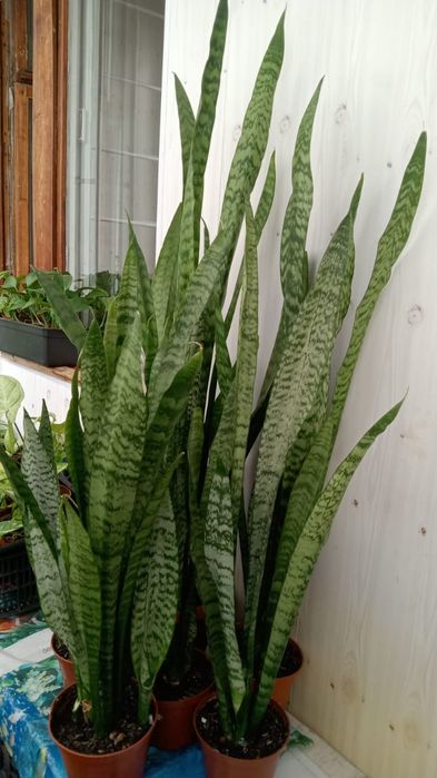 Комнатные вьющиеся растения