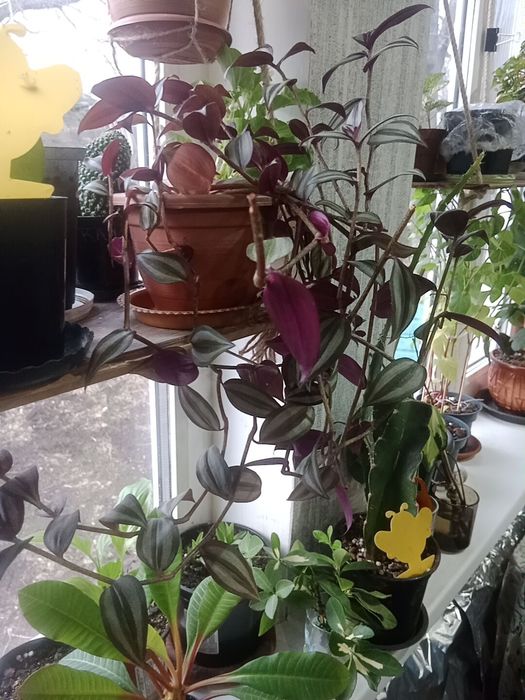 Обмен домашними цветами.