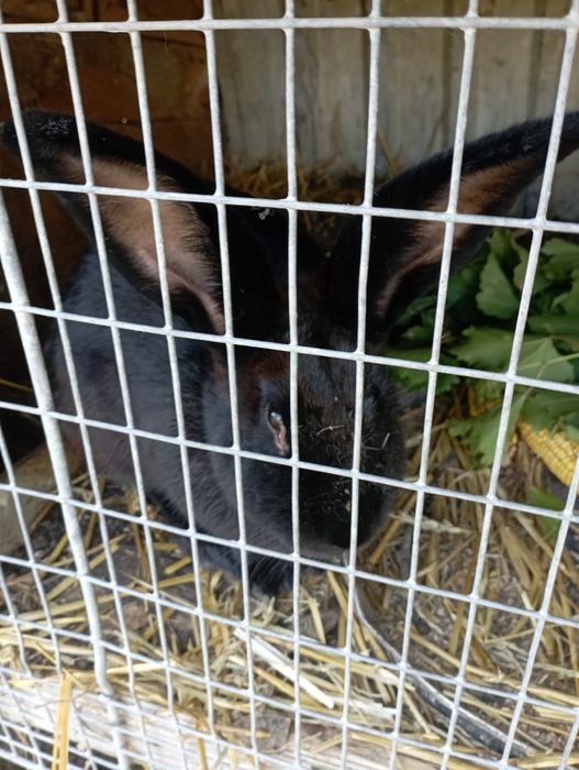 Vând iepuroaică uriaș german