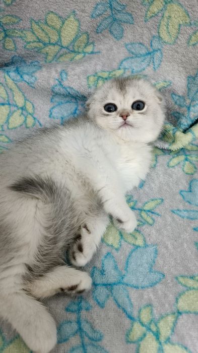 Продаётся шотландская девочка скоттиш Фолд серебристая шиншилла