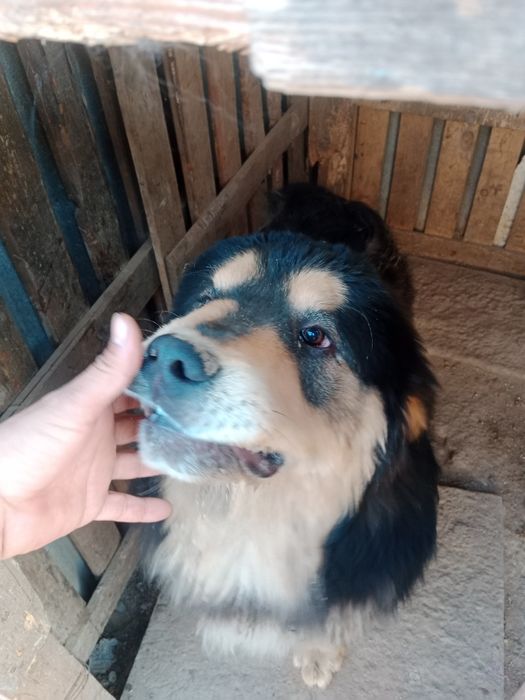 Тибетский мастиф