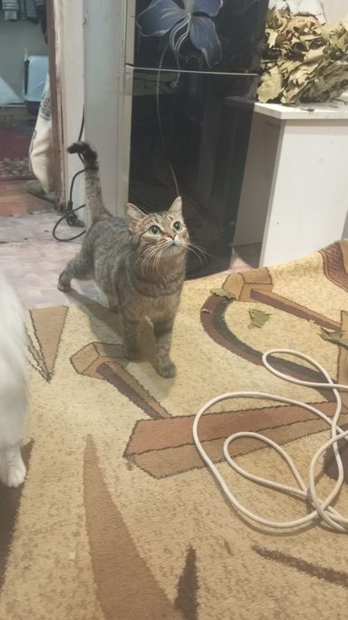 Отдам в хорошие руки