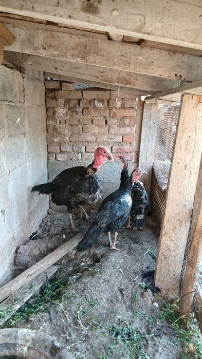Induk  xorozi va makyoni
