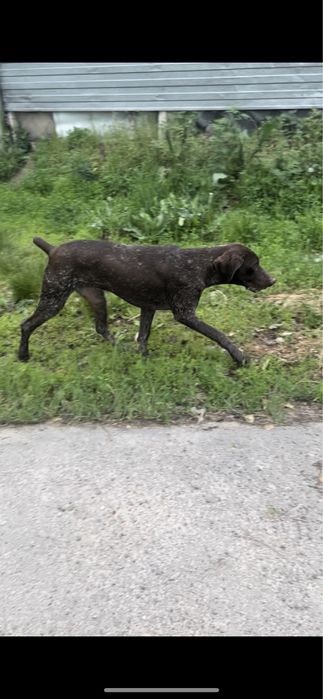 Немецский Курцхаар