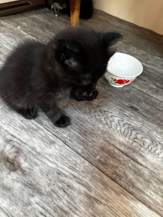 Отдам котят бесплатно