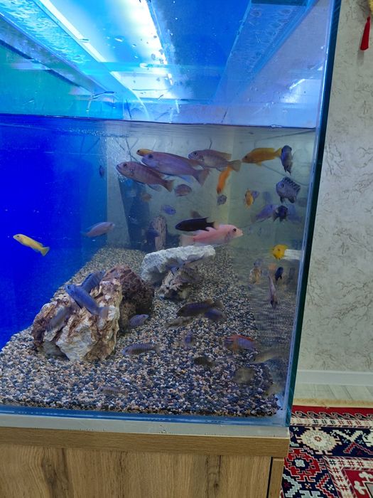 Продам малависких цихлид