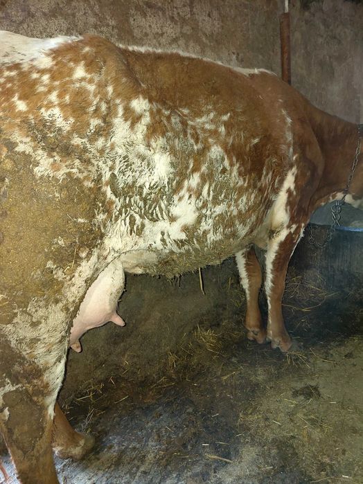 Vind vaca tinara gestanta in 4 luni