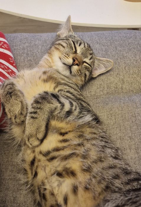 Donez spre adoptie pisic