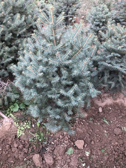 Голубой ель