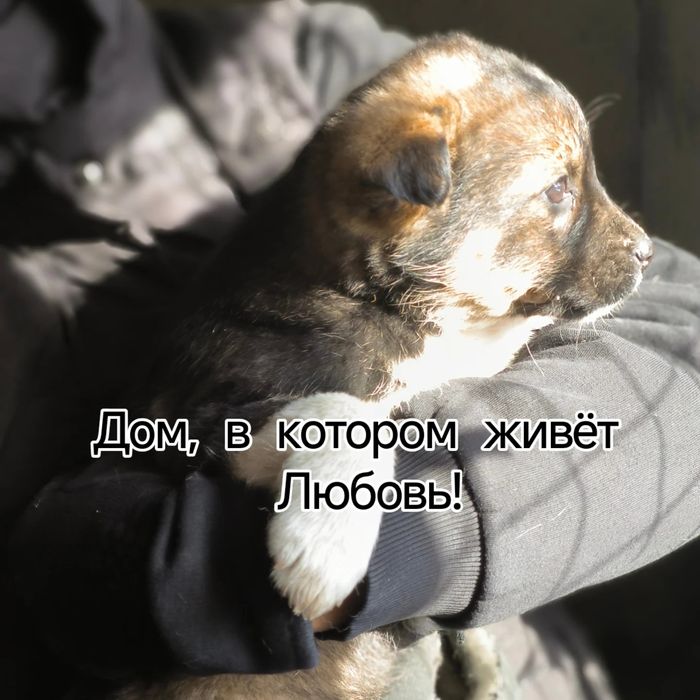 Щенки в добрые руки