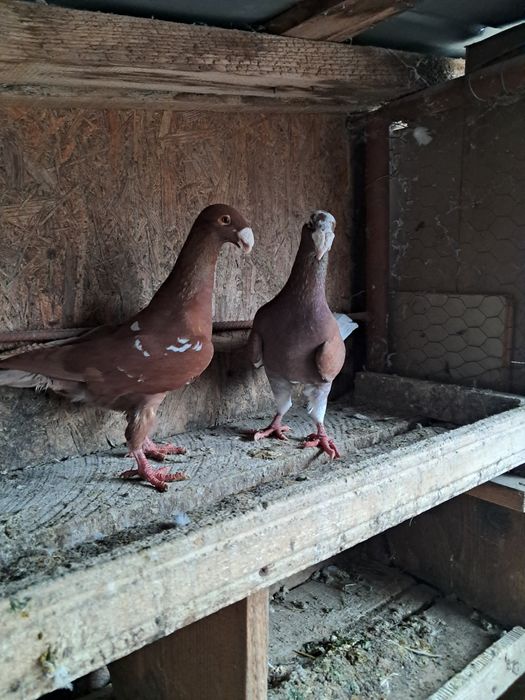 Porumbei de vânzare