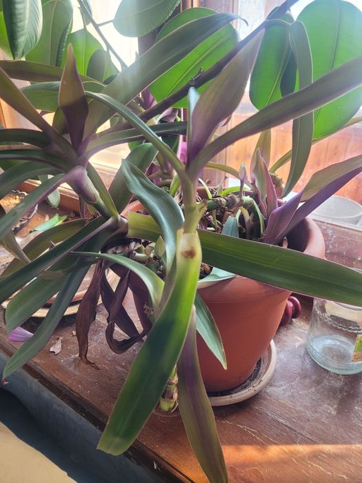 Продам цветок красивый