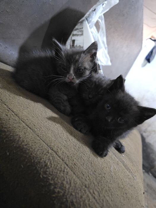 Отдам милых котят