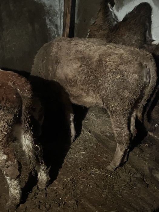 Бұзаулар сатылады