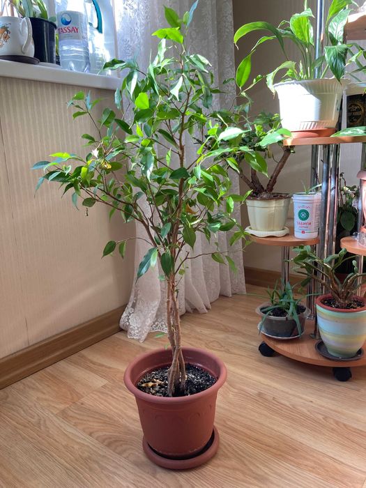 Фикус бенджамина