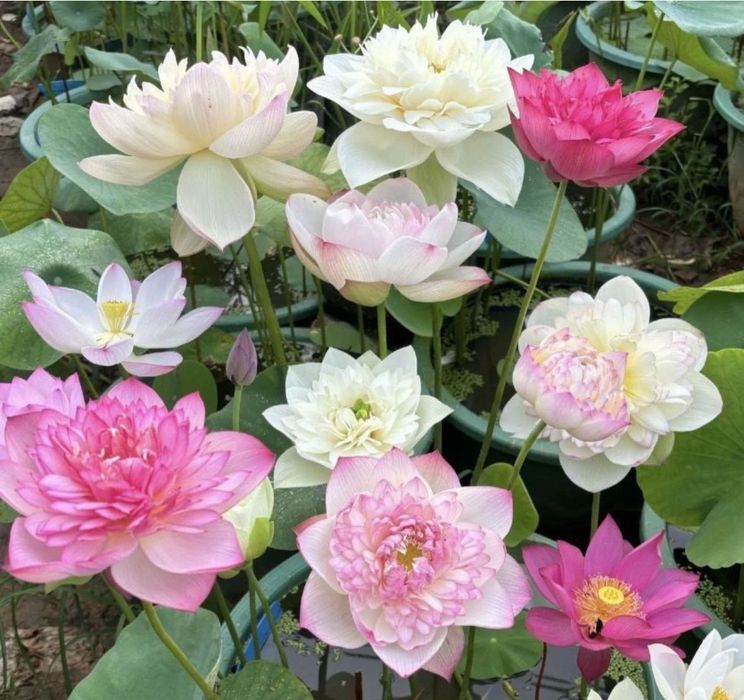 20 de semințe de lotus miniaturale proaspăt culese