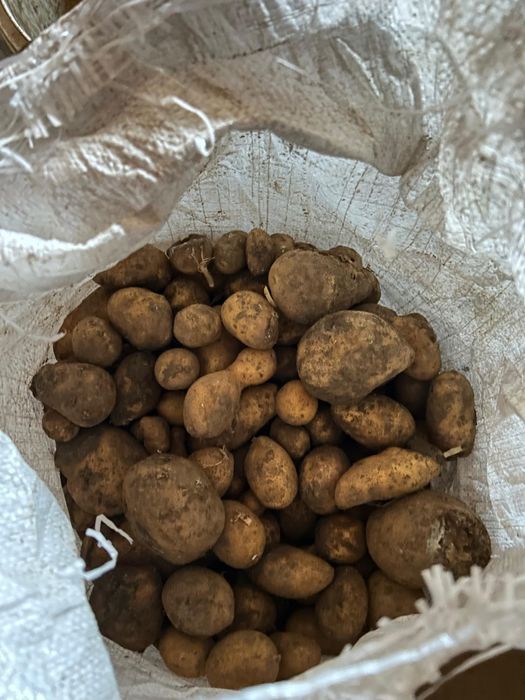 Cartofi de porci de vanzare 1 leu/kg