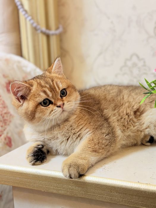 Britanski zolotisti shinshilla sotiladi