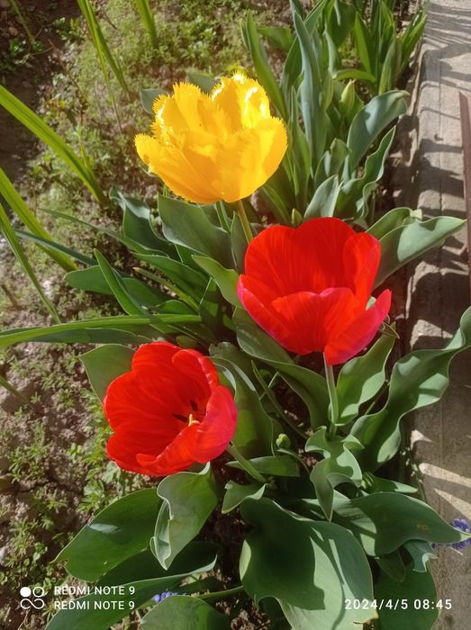 Россиядан келтирилган сортли гуллар бор сотувга