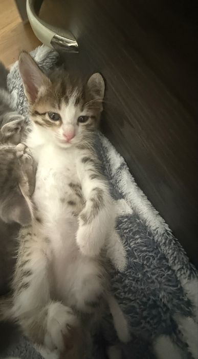 котенок девочка