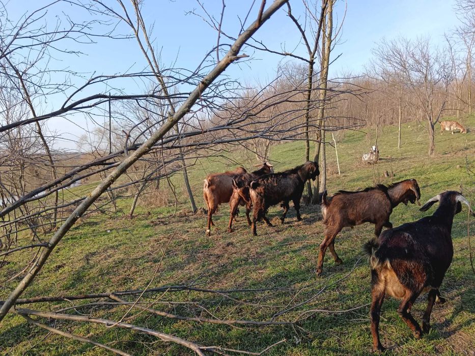 Vând capre anglo nubiene