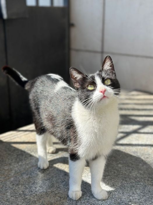 Îmi caut stăpân/ă