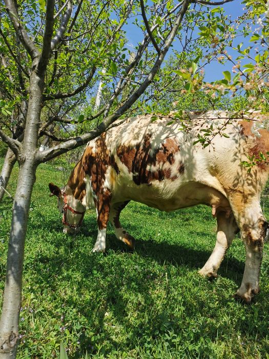 Vacă  de vânzare
