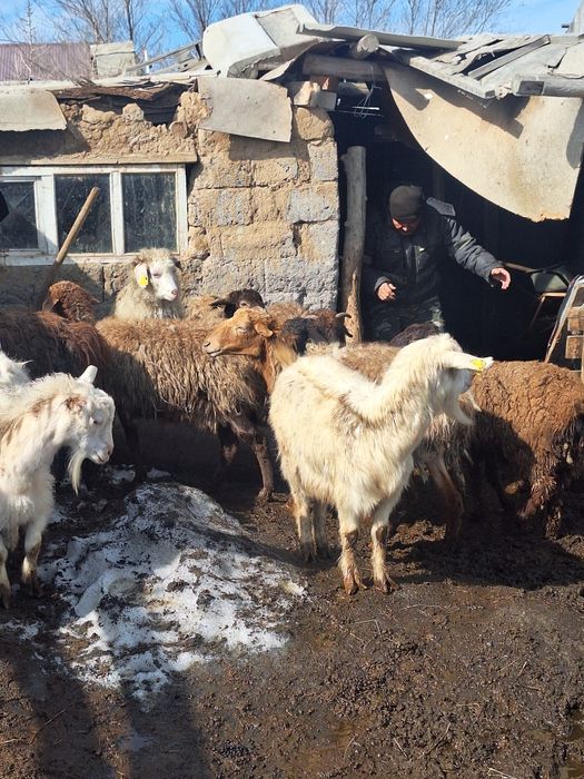 Козылы кой 6 бас,